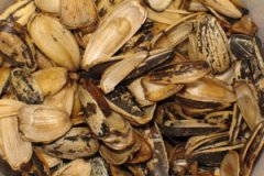 sunflower husk pellets