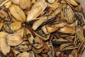 sunflower hulls